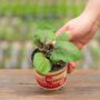 Eggplant – Shoya Long – 4″ Pot